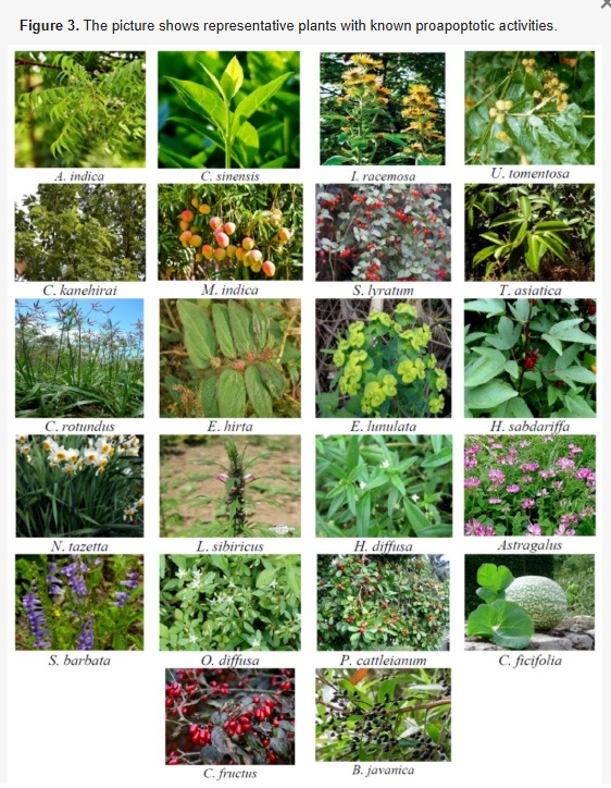 APOPTOSIS PLANT