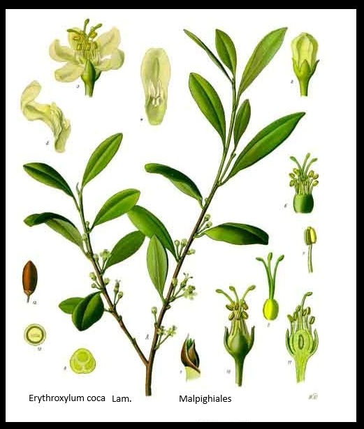 Coca
