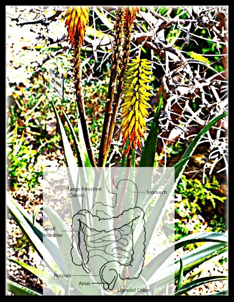 Aloe vera y vías digestivas 